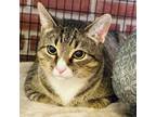 Adopt Big Boy a Domestic Short Hair