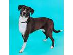 Adopt Skiddles a American Staffordshire Terrier