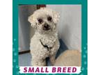Adopt Tater a Poodle, Mixed Breed