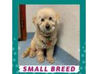Adopt Tot a Poodle, Mixed Breed