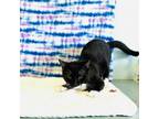 Adopt Bandit a Domestic Short Hair