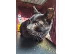 Adopt SAMMIE a Domestic Short Hair