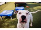 Adopt DODGER a Pit Bull Terrier, Mixed Breed
