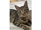 Adopt tony a Domestic Short Hair