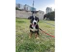 Adopt Z - Benjamin a Basset Hound, Bernese Mountain Dog