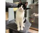 Adopt Echo a Domestic Short Hair