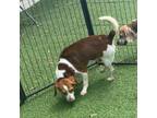 Adopt Buddy 4125 a Beagle