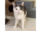 Adopt Felix a Domestic Short Hair