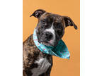 Adopt Kobe a Pit Bull Terrier, Mixed Breed