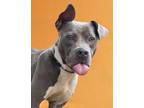 Adopt CLOUDS a Pit Bull Terrier, Mixed Breed