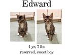 Adopt Edward a American Shorthair