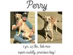 Adopt Perry a Labrador Retriever, Mixed Breed