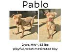 Adopt Pablo a Mixed Breed