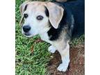 Adopt Riley - SENIOR WAITING FOR RETIREMENT- SMALL DOG a Beagle