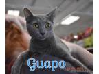 Adopt Guapo a Domestic Short Hair