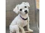 Adopt Albert a Poodle