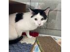 Adopt Navin a Domestic Short Hair