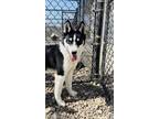 Adopt Rigley a Siberian Husky