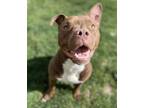 Adopt Wally a Pit Bull Terrier, Mixed Breed