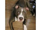 Adopt Zap a Pit Bull Terrier