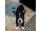 Adopt Thatcher a Pit Bull Terrier, Mixed Breed