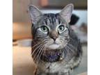 Adopt Mr Bo Jangle a Domestic Short Hair