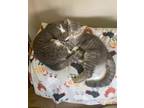 Adopt STEVIE a Domestic Short Hair