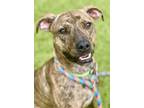 Adopt Bodhi a Mountain Cur, Mixed Breed