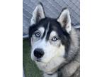 Adopt Colt a Siberian Husky, Mixed Breed