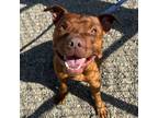Adopt BARRY a Pit Bull Terrier, Mixed Breed