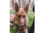 Adopt Negan a German Shepherd Dog