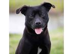 Adopt Charming a Black Labrador Retriever