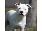 Adopt Lightning a Pit Bull Terrier