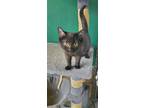 Adopt Garland a Domestic Short Hair