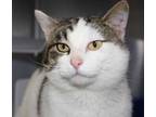 Adopt Rigatoni a Domestic Short Hair