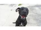 Adopt Brimm (Underdog) a Boxer, Mixed Breed