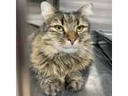 Adopt Bruno a Domestic Long Hair