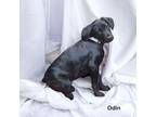 Adopt Odin a Labrador Retriever, Mixed Breed
