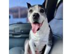 Adopt Gee a Pit Bull Terrier