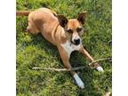 Adopt Mossy a Cattle Dog, Boxer