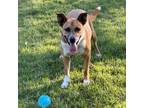 Adopt Mossy a Cattle Dog, Boxer