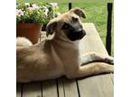 Adopt Jackson a Mixed Breed, German Shepherd Dog
