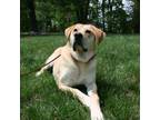 Adopt Apollo a Labrador Retriever, Mixed Breed