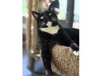 Adopt Sky Lucas a Domestic Short Hair, Tuxedo