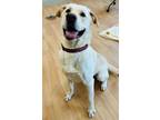 Adopt Scooby~23/24-0267b a Yellow Labrador Retriever