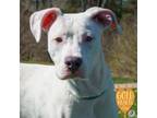 Adopt Vanilla Ice a Pit Bull Terrier, Mixed Breed