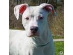 Adopt Vanilla Ice a Pit Bull Terrier, Mixed Breed