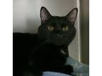 Adopt Mouche (Chow Hound Holland) a Domestic Short Hair