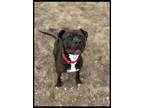 Adopt Addie a Pit Bull Terrier