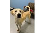 Adopt Theseus a Yellow Labrador Retriever